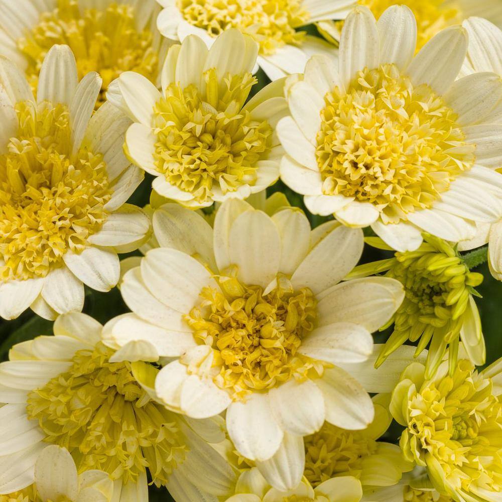 4.25 in. Eco+Grande Bright Lights Double Moonglow African Daisy (Osteospermum) Live Plant, Yellow Flowers (4-Pack) - Hercitys