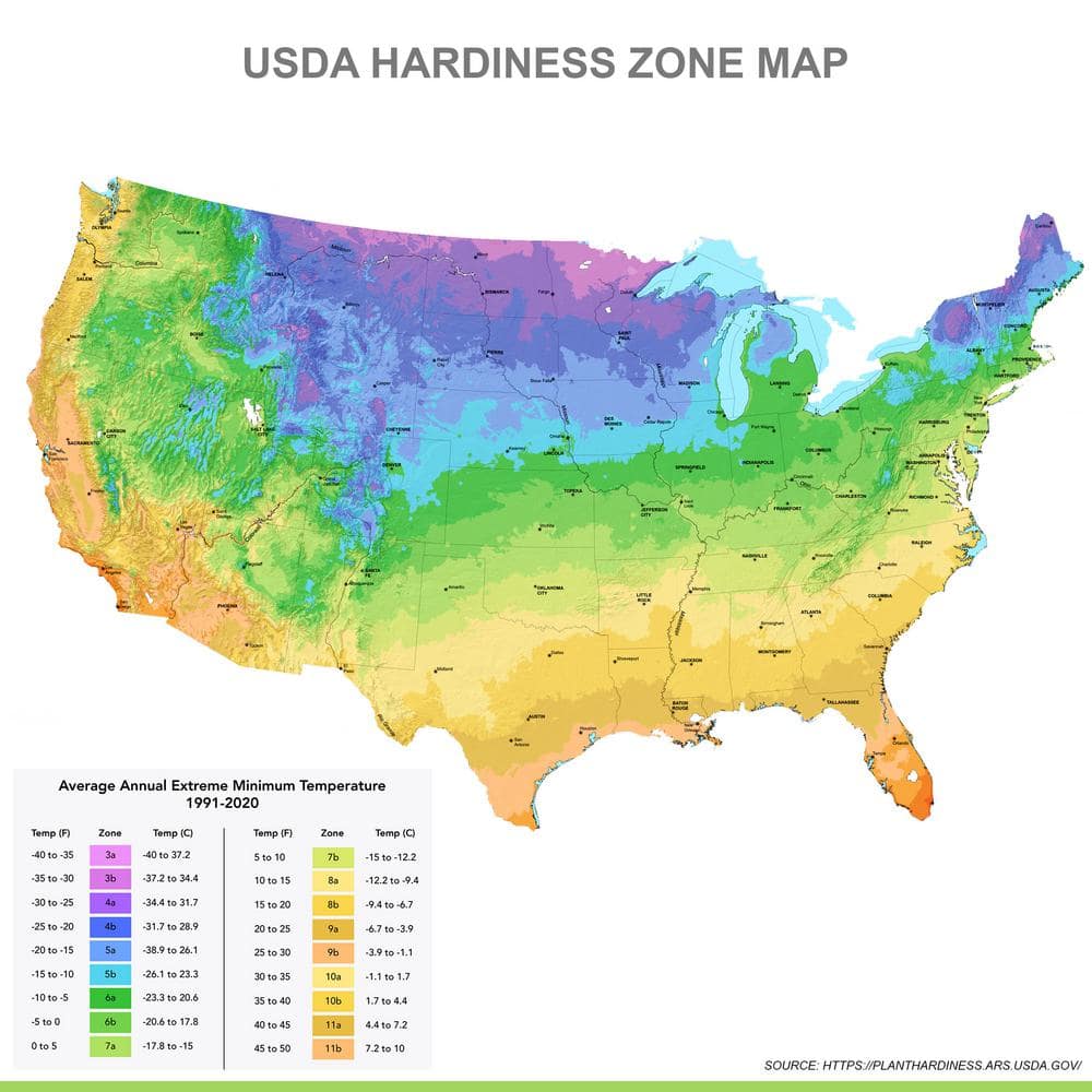 3/5 Eyes, Bartzella Itoh Peony Flower Bulbs, Live Bare Root (Bag of 1) - Hercitys