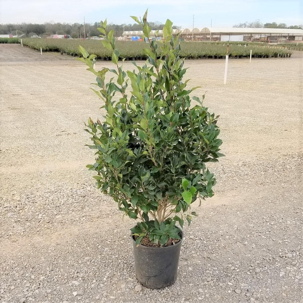 2.5 Gal – Wavy Leaf Ligustrum Recurvifolia, Evergreen Shrub, Creamy-White Flowers - Hercitys