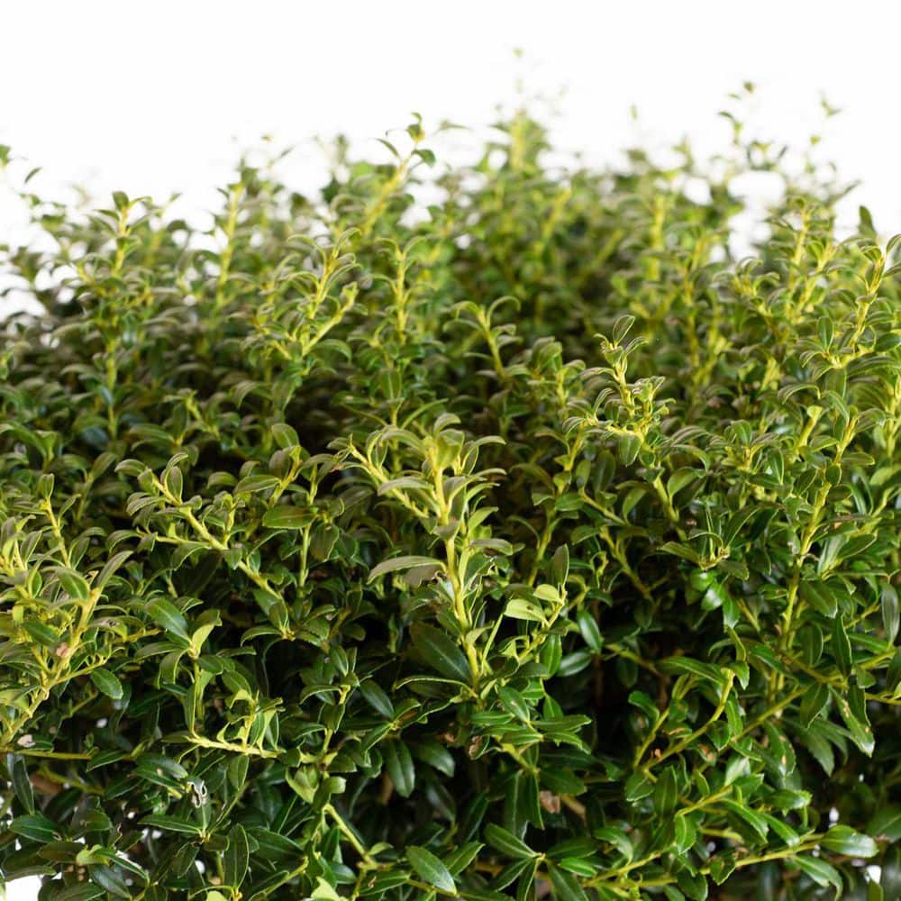 2.5 Gal – Soft Touch Holly(Ilex), Live Evergreen Shrub, Finely Textured Green Foliage - Hercitys
