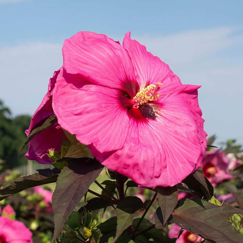 3 Gal. Hibiscus Head Over Heels Passion Plant with Pink Flowers - Hercitys