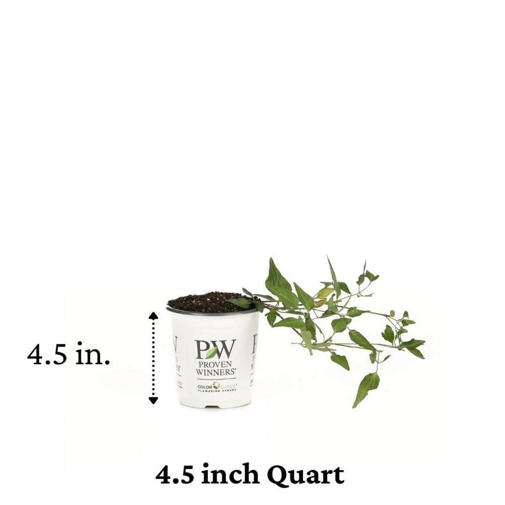 4.5 in. Qt. Sweet Summer Love (Clematis) Live Shrub, Red-Purple Flowers - Hercitys