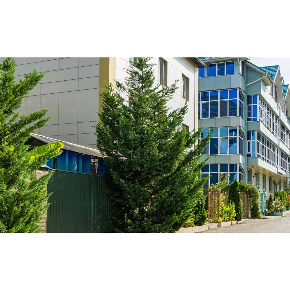 3 Gal. Leyland Cypress (Cupressus Leylandii) Live Evergreen Tree, Lush Green Foliage - Hercitys