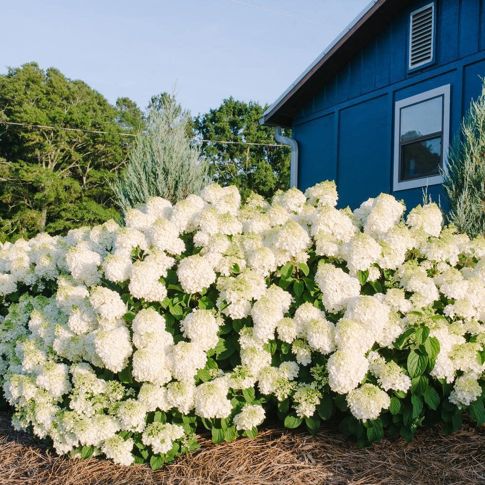 2 Gal. Little Hottie Panicle Hydrangea Flowering Shrub with Pure White Flowers - Hercitys