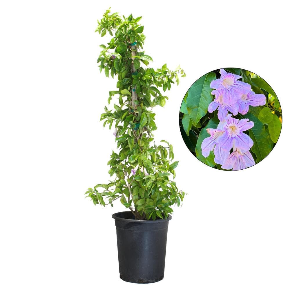#5 Container Lavender Trumpet Vine Shrub - Hercitys