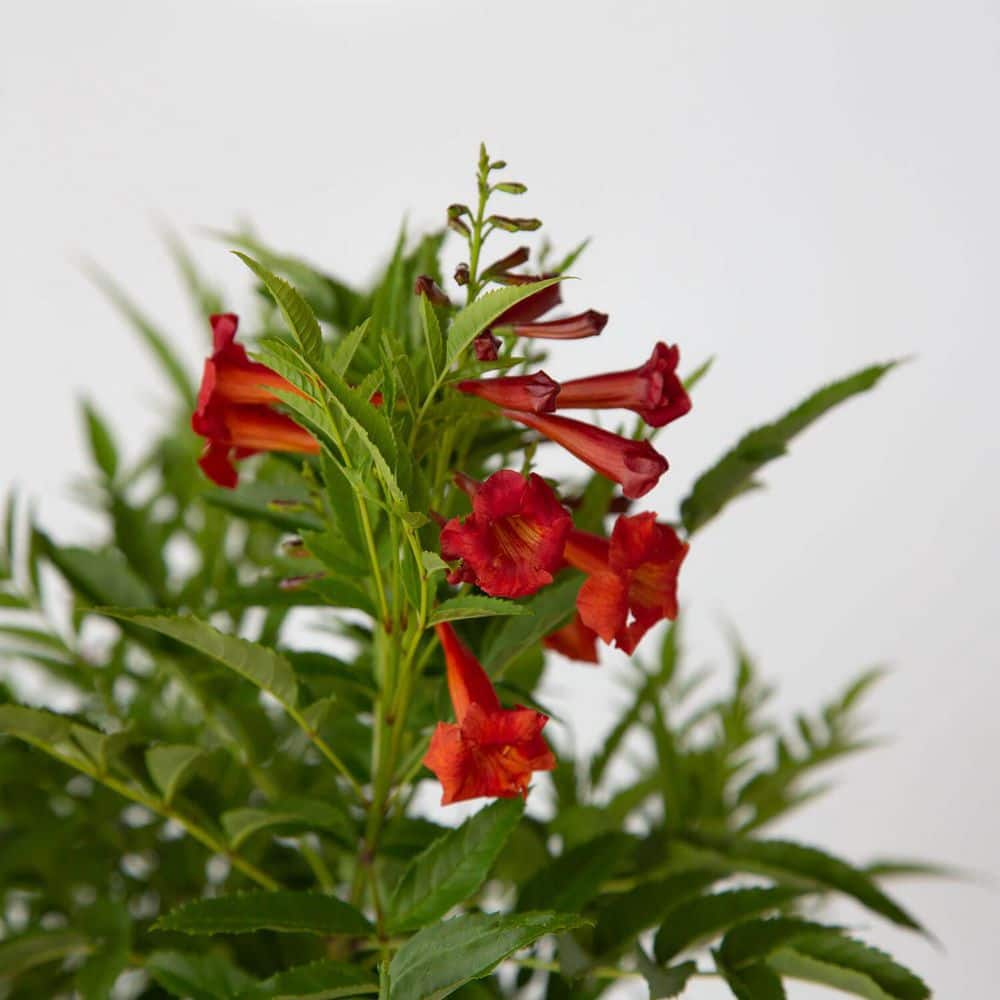 1.5 Gal. Bells of Fire Tecoma, Live Blooming Perennial Plant - Hercitys