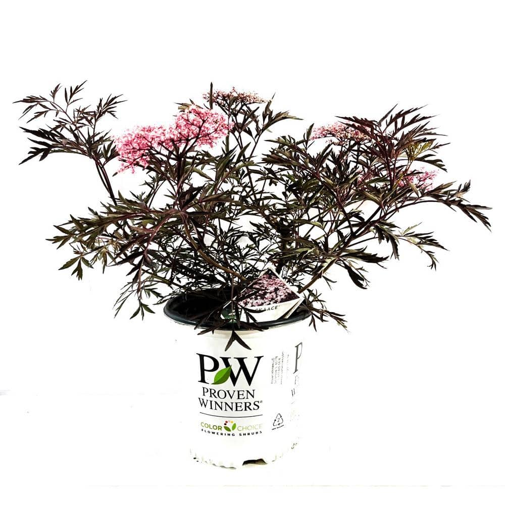 2 Gal. Black Lace Elderberry (Sambucus) Lives Shrub with Pink and White Blooms - Hercitys