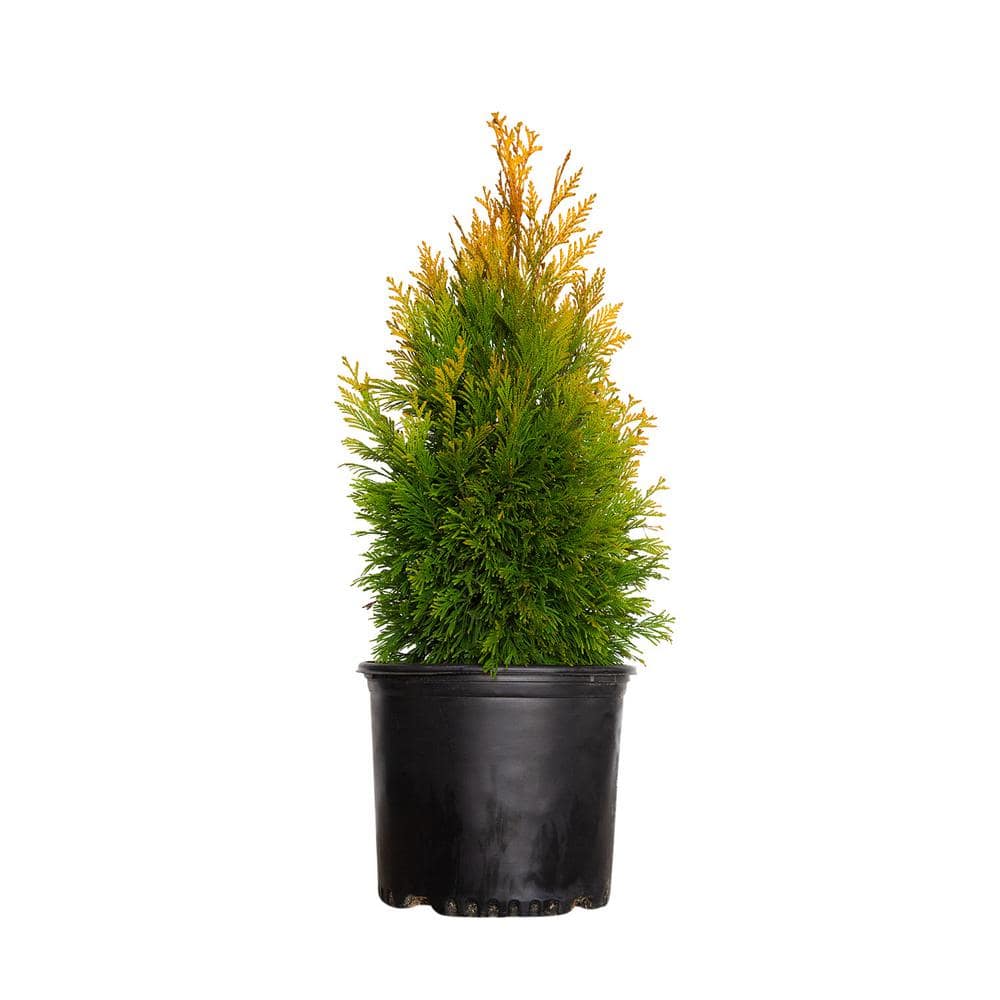 3 Gal. Forever Goldy Arborvitae, Evergreen Tree with Golden-Yellow Foliage - Hercitys