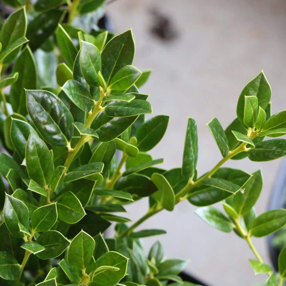 2.25 Gal. Holly Needlepoint Shrub - Hercitys