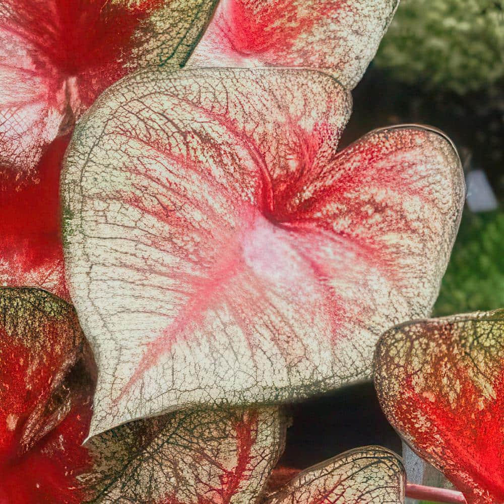 4 in. Caladium Southern Charm Perennial Plant (3-Pack) - Hercitys