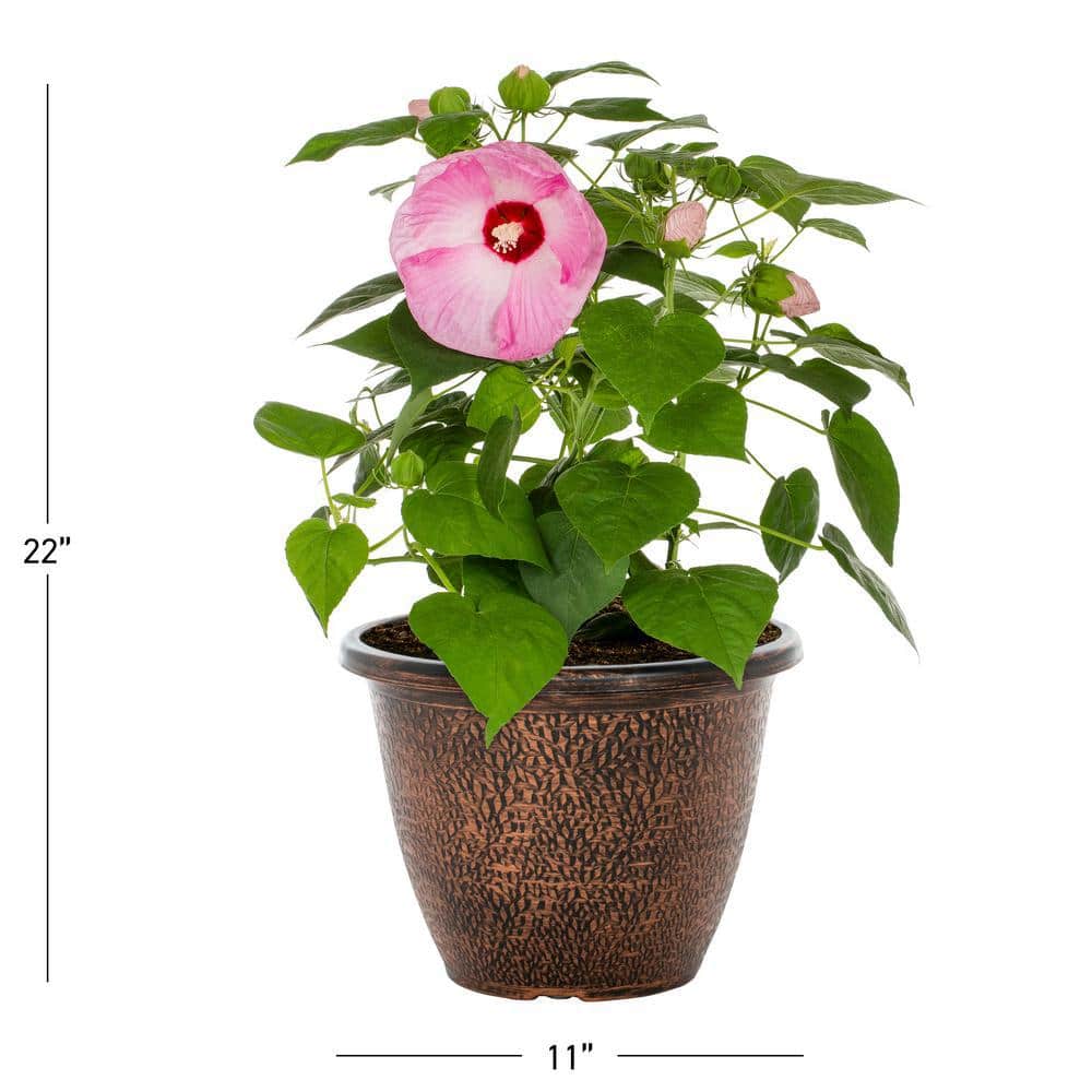 1.75 Gal. Hibiscus Luna Pink Swirl Perennial Plant (1-Pack) - Hercitys