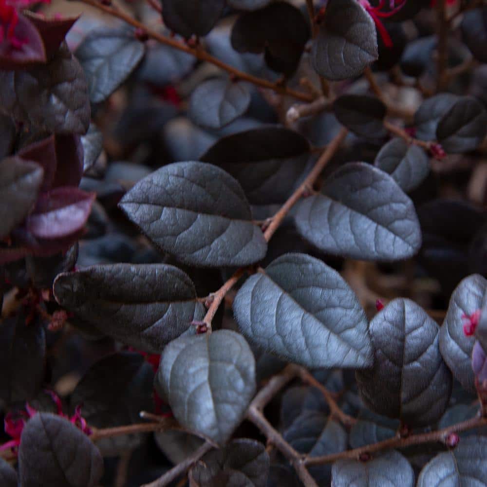 3 Gal. Red Diamond Midsize Loropetalum, Evergreen Shrub with Purple Foliage, Red Ribbon Blooms - Hercitys