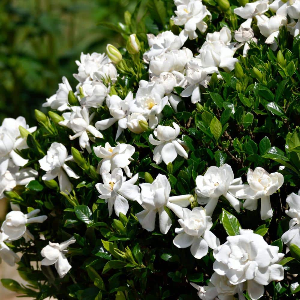 2.25 Gal. White Blooms Frostproof Gardenia Plant - Hercitys