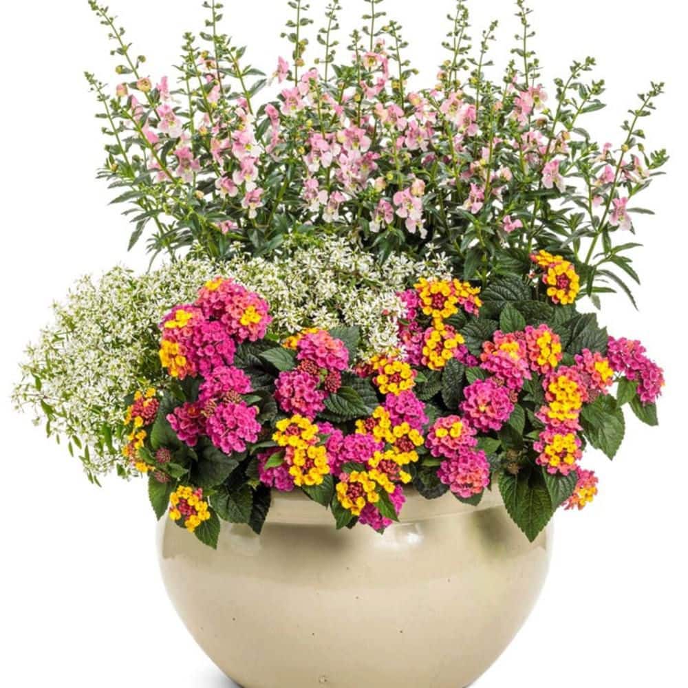 4.25 in. Eco+ Grande Angelface Wedgewood Pink Summer Snapdragon (Angelonia hybrid) Annual Plant with Pink Flowers 4-Pack - Hercitys