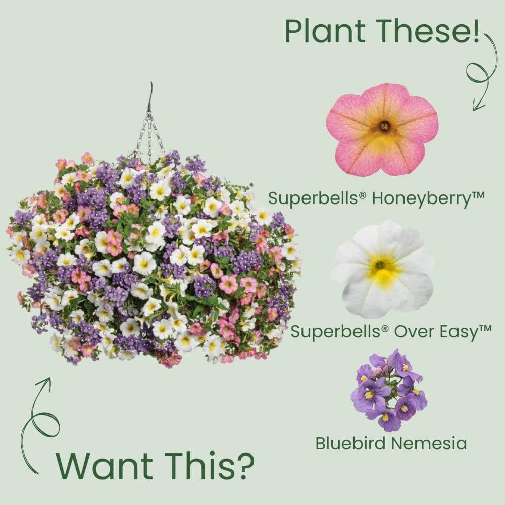 4.25 in. Eco+ Grande Superbells Honeyberry (Calibrachoa hybrid) Live Annual Plant with Pink Flowers 4-Pack - Hercitys