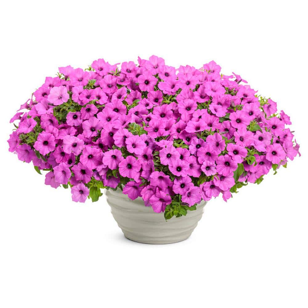 4.25 in. Grande Supertunia Vista Jazzberry (Petunia) Annual Live Plant with Bright Purple Flowers (4-Pack) - Hercitys