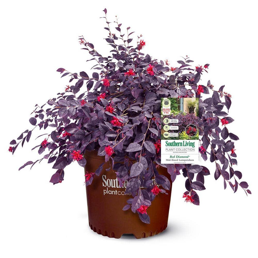 2 Gal. Red Diamond Loropetalum Shrub with Burgundy Foliage and Pink Flowers - Hercitys