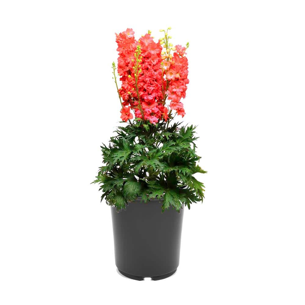 2.5 qt. Perennial Delphinium e. Red Lark (1-Pack) - Hercitys