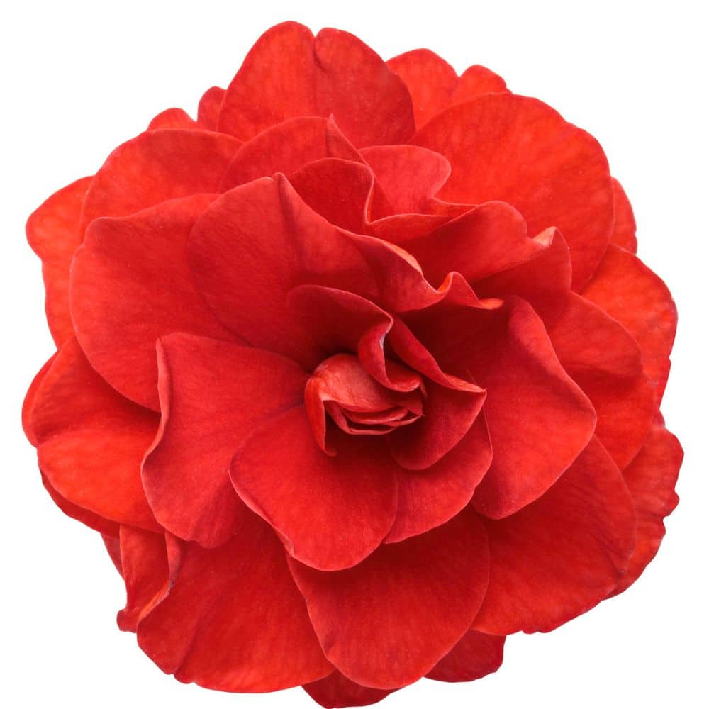 4.25 in. Eco+ Grande Rockapulco Red Double Impatiens (Walleriana) Live Annual Plant with Red Flowers 4-Pack - Hercitys