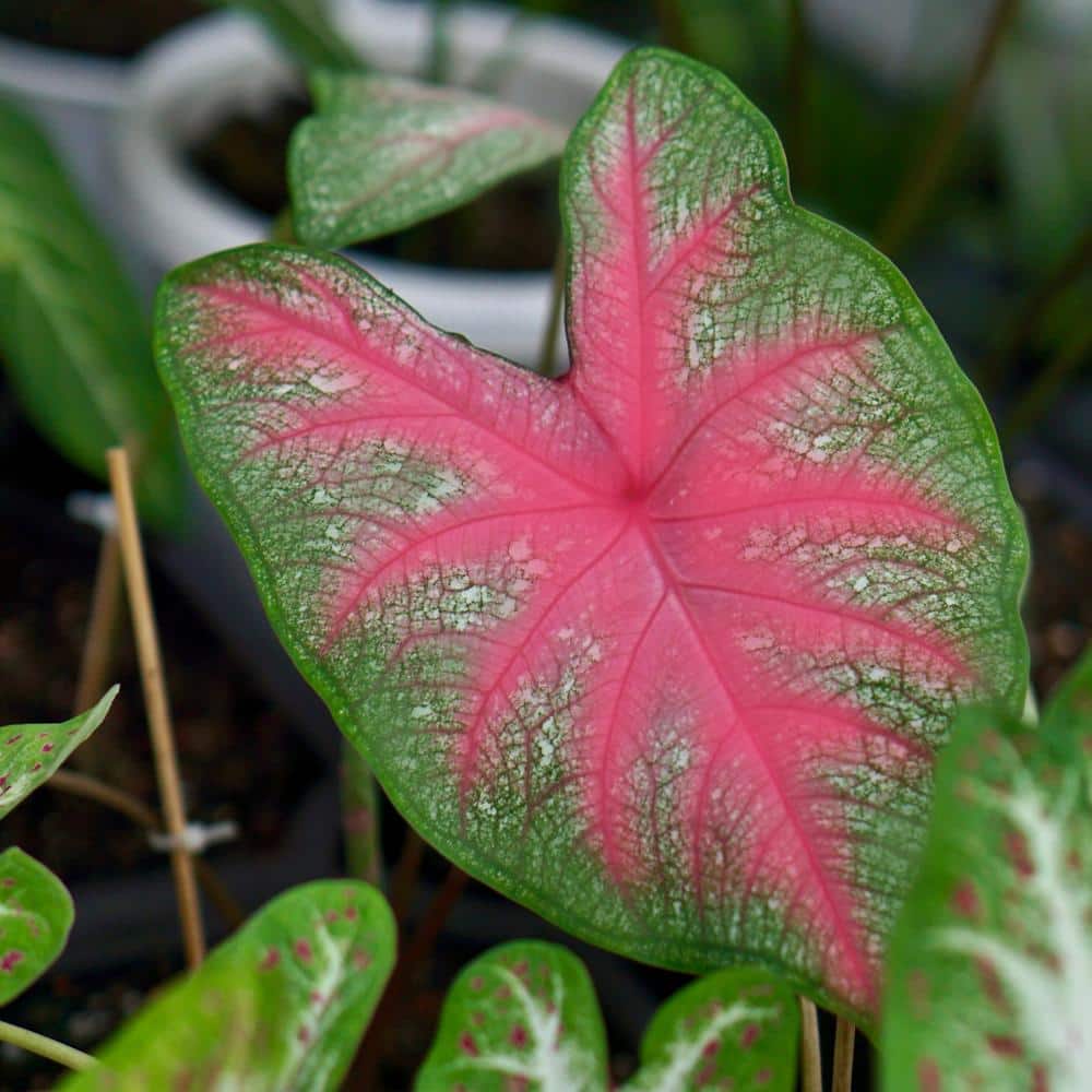 4 in. Caladium Collection Perennial Plant (4-Pack) - Hercitys