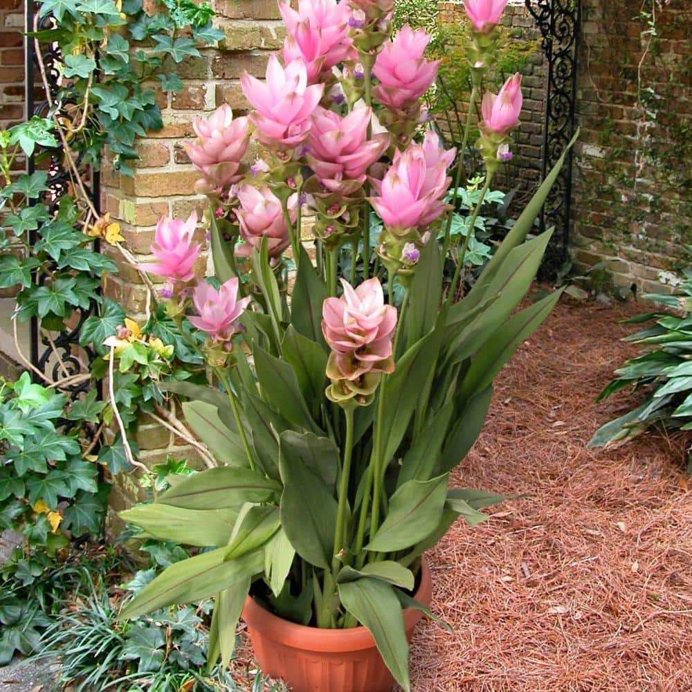 2.5 Qt. Curcuma Pink Bloom Plant - Hercitys