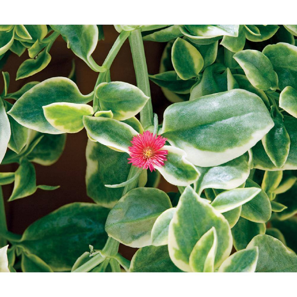 4.25 in. Eco+Grande Mezoo Trailing Red Livingstone Daisy (Mesembryanthe) Live Plant, Red Flowers (4-Pack) - Hercitys