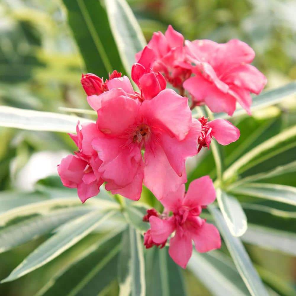 2 Gal. Twist of Pink Oleander, Evergreen Shrub, Green and White Variegated Foliage, Pink Blooms - Hercitys