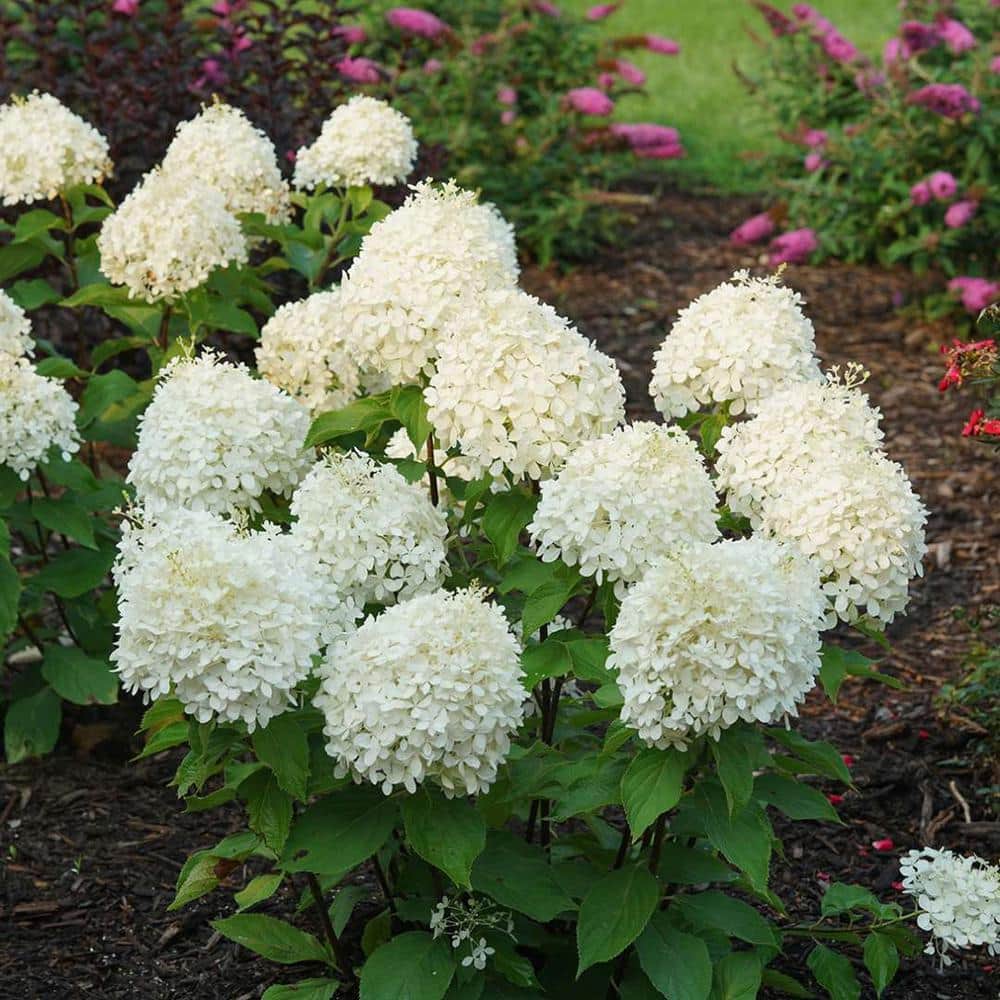 1 Gal. Puffer Fish Panicle Hydrangea (Paniculata), Live Plant, Shrub, White to Pink Flowers - Hercitys