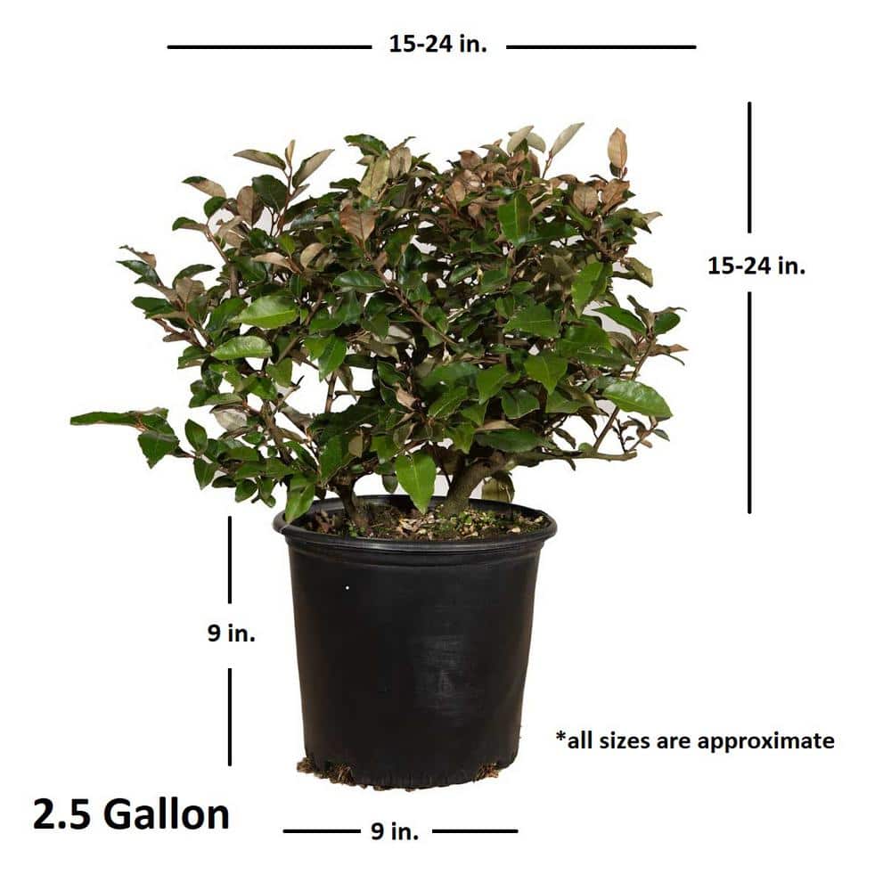 2.5 Gal – Elaeagnus x Ebbingei With Fragrant Discreet Blooms, Live Evergreen Shrub - Hercitys