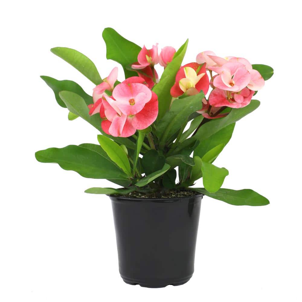 4.25 in. Euphorbia Milii With Pink Flowers Charlotte Variety Crown Of Thorns Single Plant - Hercitys