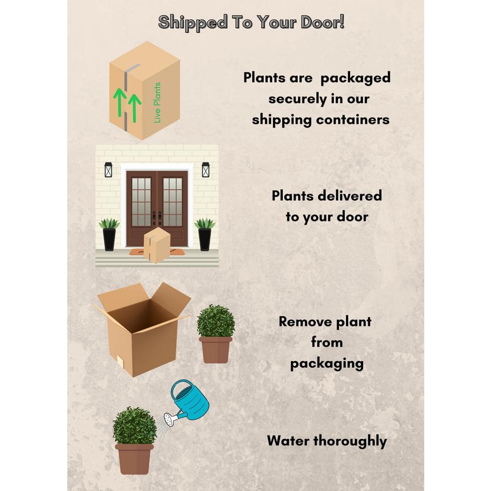 2 Gal. Bobo Hydrangea Shrub with White Flowers - Hercitys