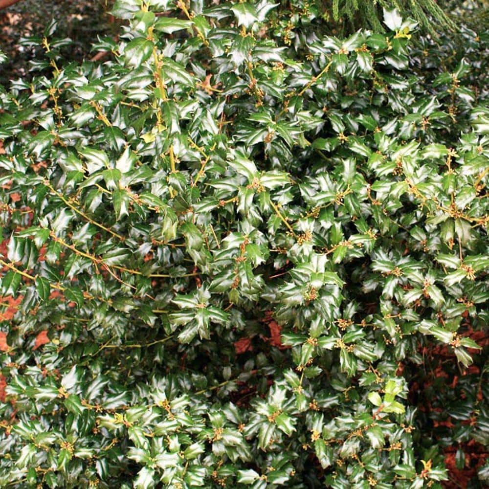 2.25 Gal. China Boy Holly Ilex x Meserveae ‘China Boy’ Evergreen Live Shrub - Hercitys