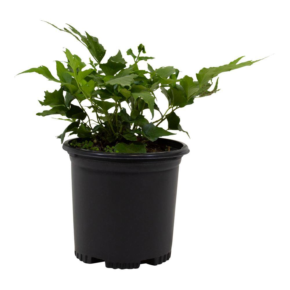 2 QT. Holly Fern (Cyrtomium Falcatum) Garden Perennial Shrub Plant in Grower Pot - Hercitys