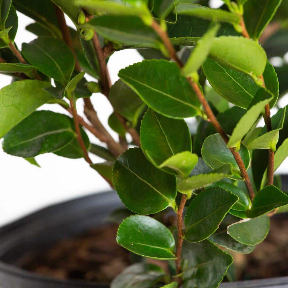 2.5 Gal. Mine No Yuki Camellia Plant (camellia sasanqua) – Evergreen Shrub with White Flowers, Live Plant - Hercitys