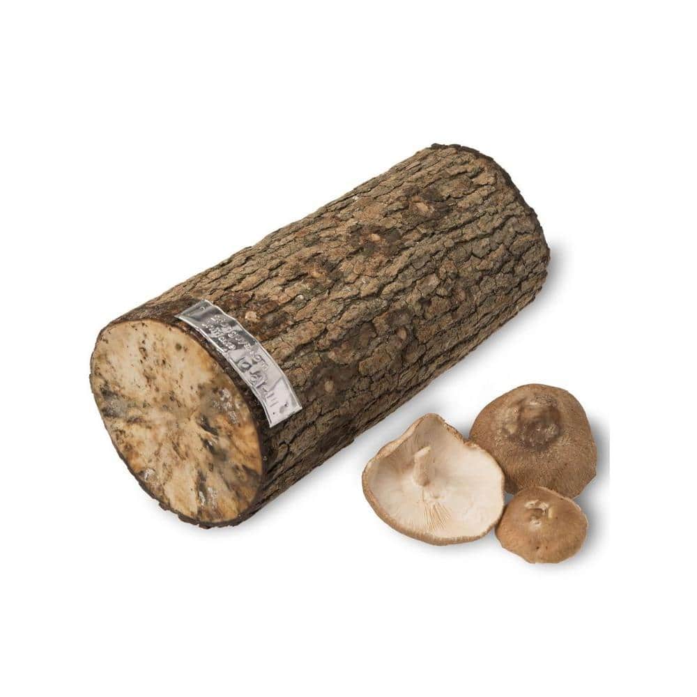 12 in. Shiitake Mushroom Log - Hercitys