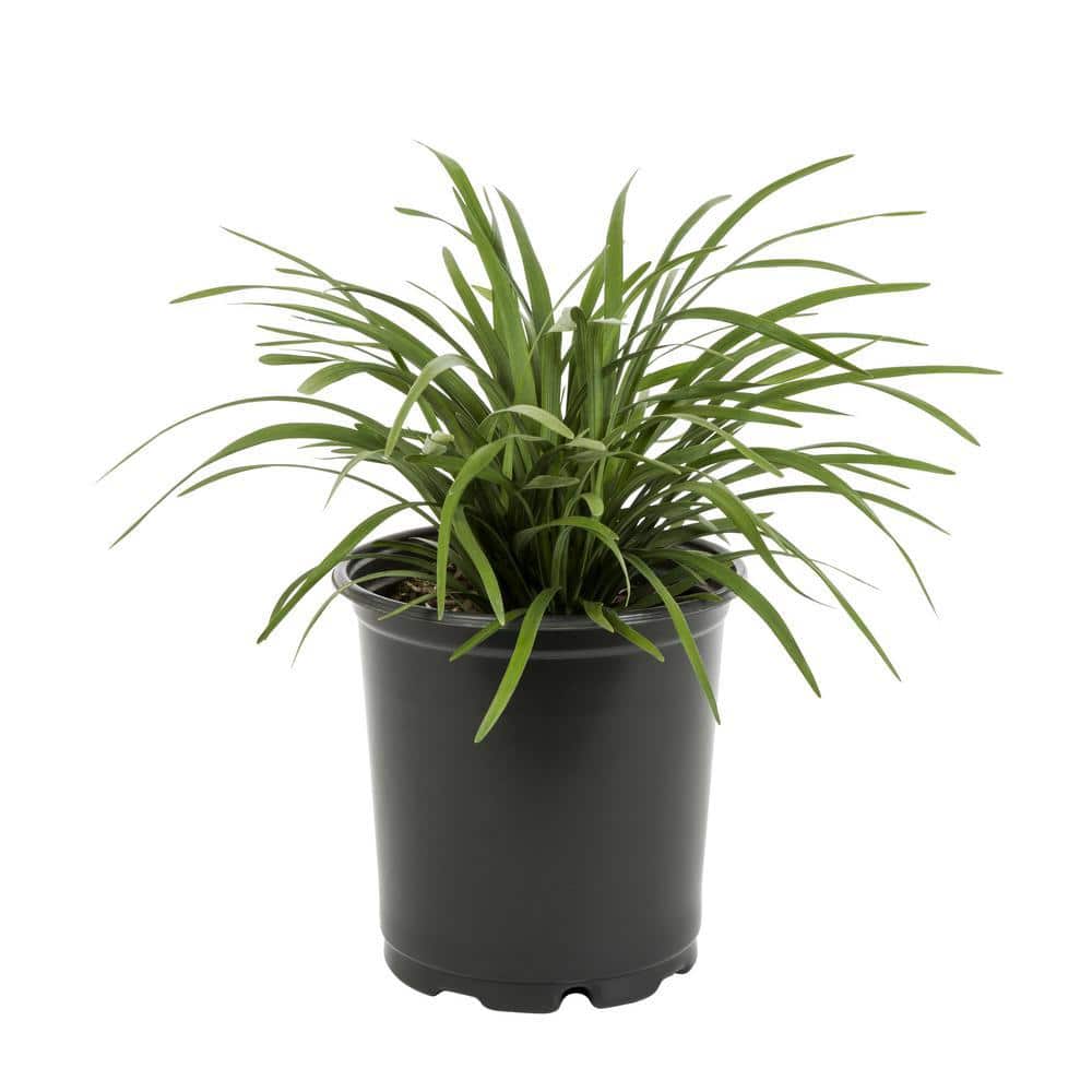 2 Qt. Green Liriope Perennial Plant (3-Pack) - Hercitys