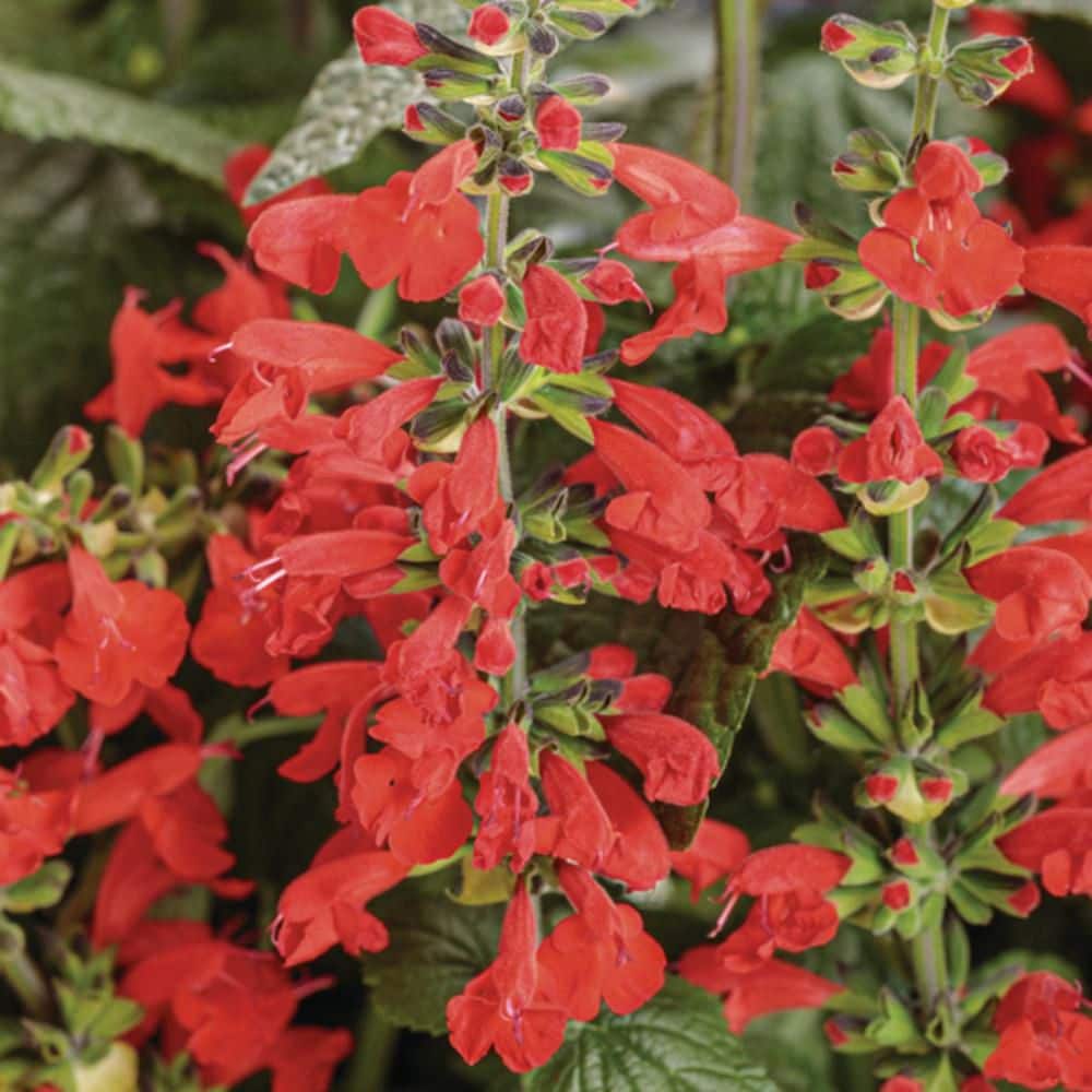 4.25 in. Eco+ Grande Unplugged Red Scarlet Sage (Salvia Coccinea) Live Annual Plant with Red Flowers 4-Pack - Hercitys