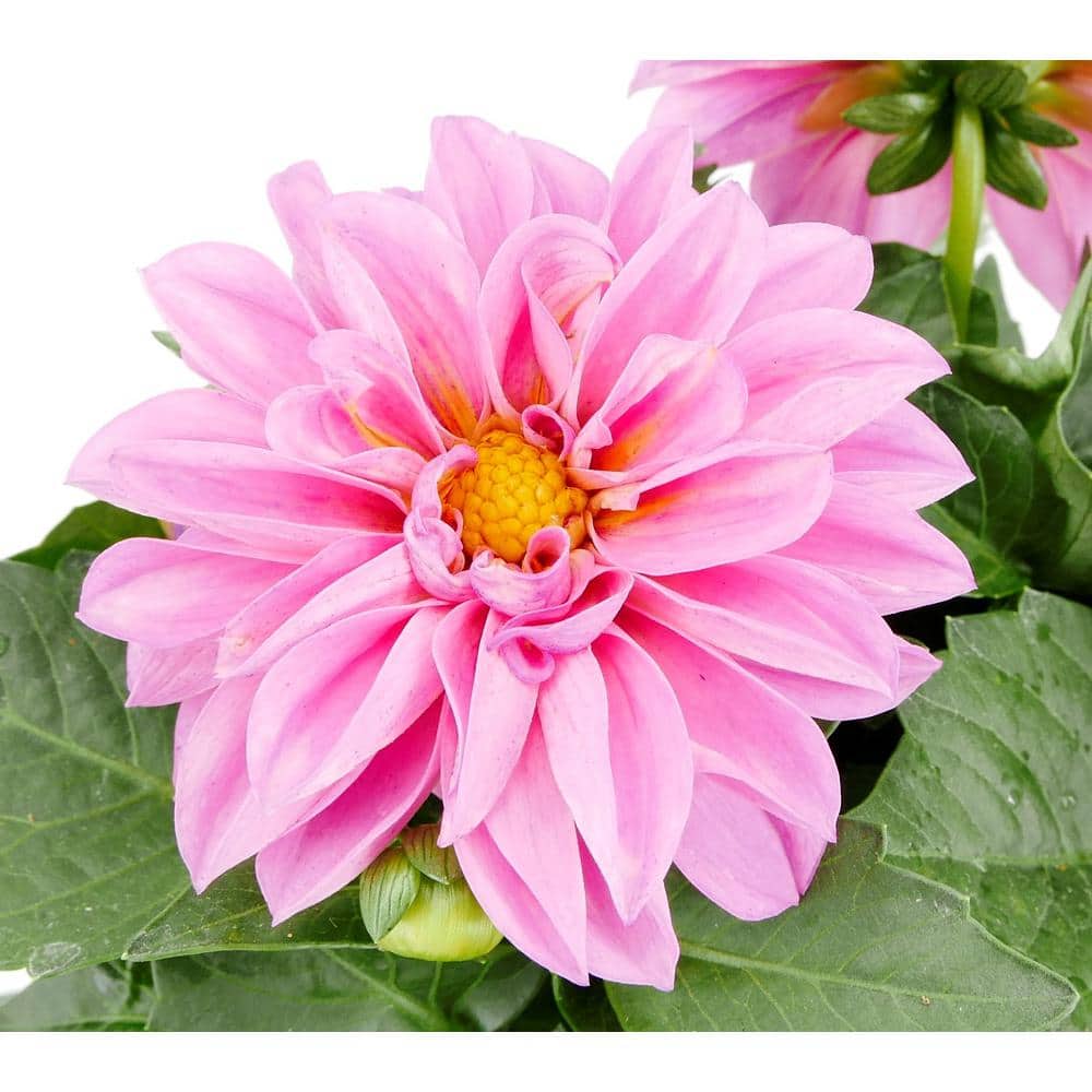 1.5 GL Dahlia Annual Plant with Pink Flowers-(1-Pack) - Hercitys