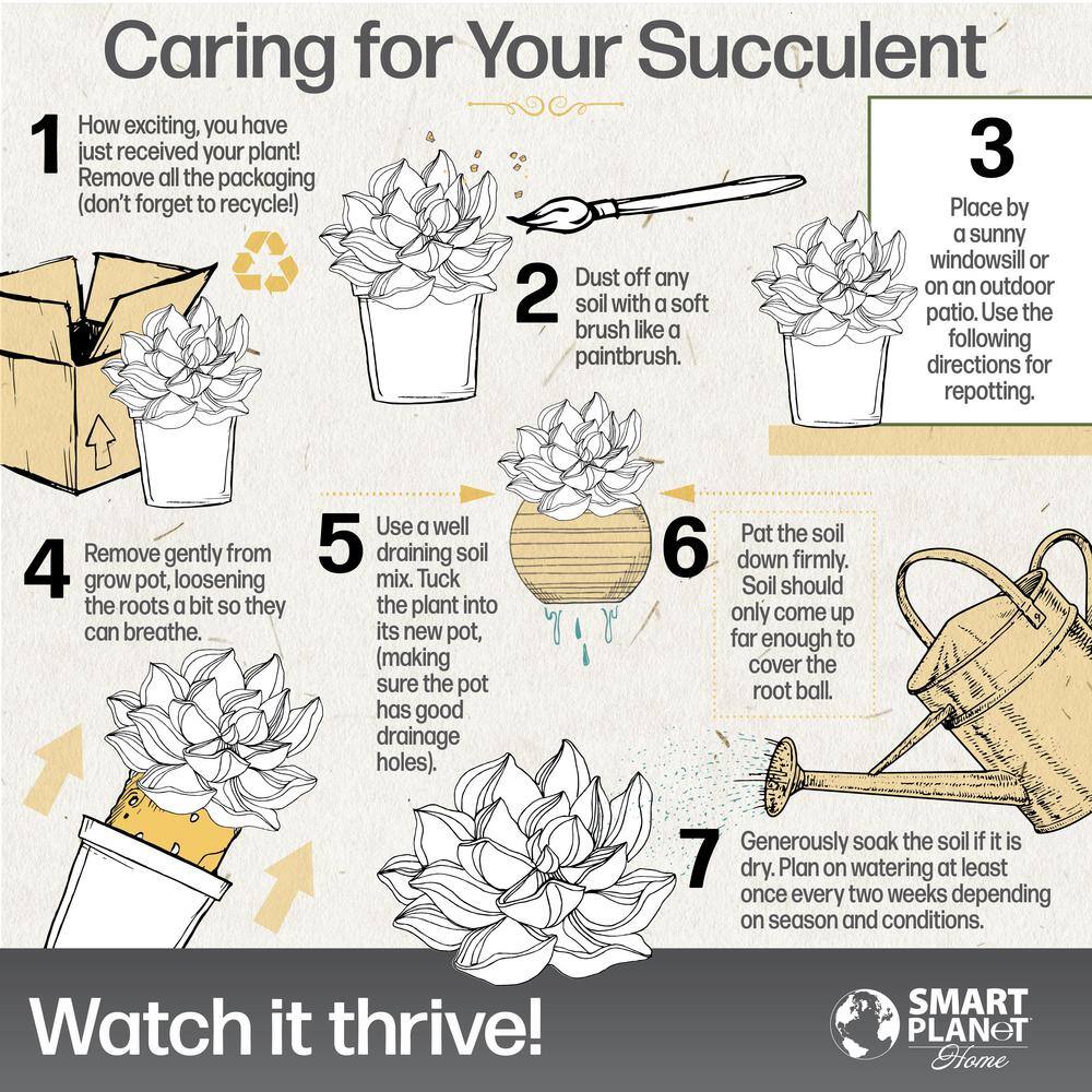 2.5 in. Assorted Succulent 3-Pack in White Glazed Clay Pot - Hercitys