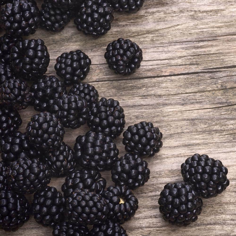 2.25 Gal. Navaho Blackberry Plant - Hercitys