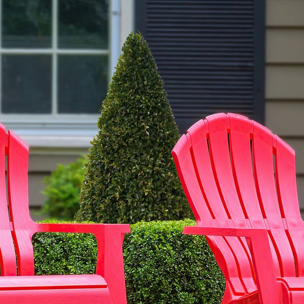 3 Gal. Eugenia Cone Topiary 38 in. - Hercitys