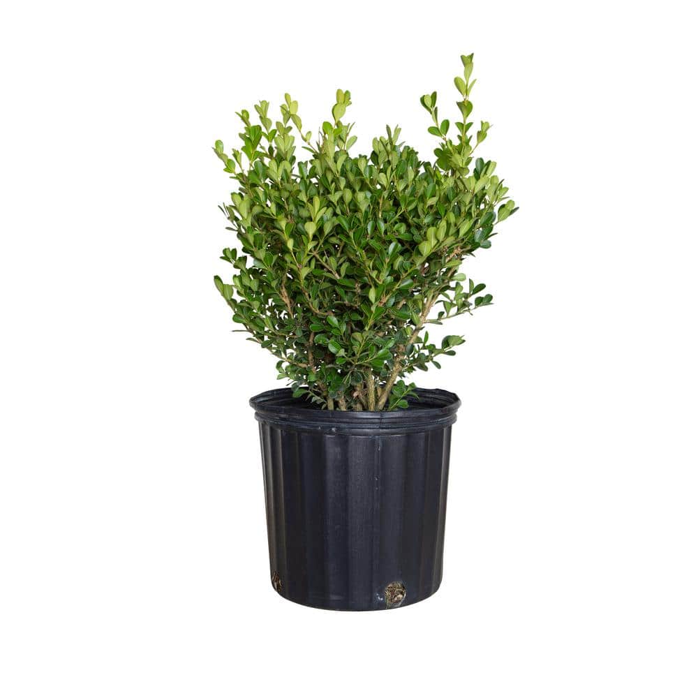 2.5 Gal – Japanese Boxwood, Live Shrub Plant, Glossy Light Green Foliage - Hercitys