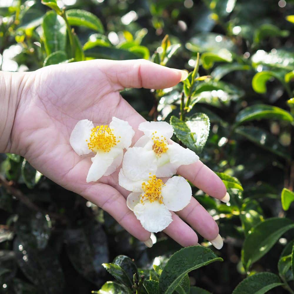 1 gal. Brew-Tea-Ful Camelia Sinensus Shrub - Hercitys