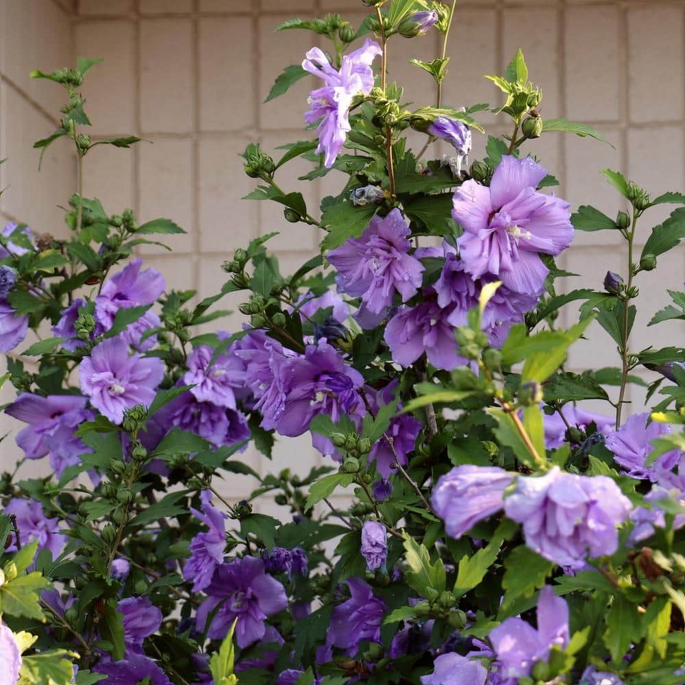 2 Gal. Hibiscus Blueberry Smoothie Shrub with Purple Flowers - Hercitys