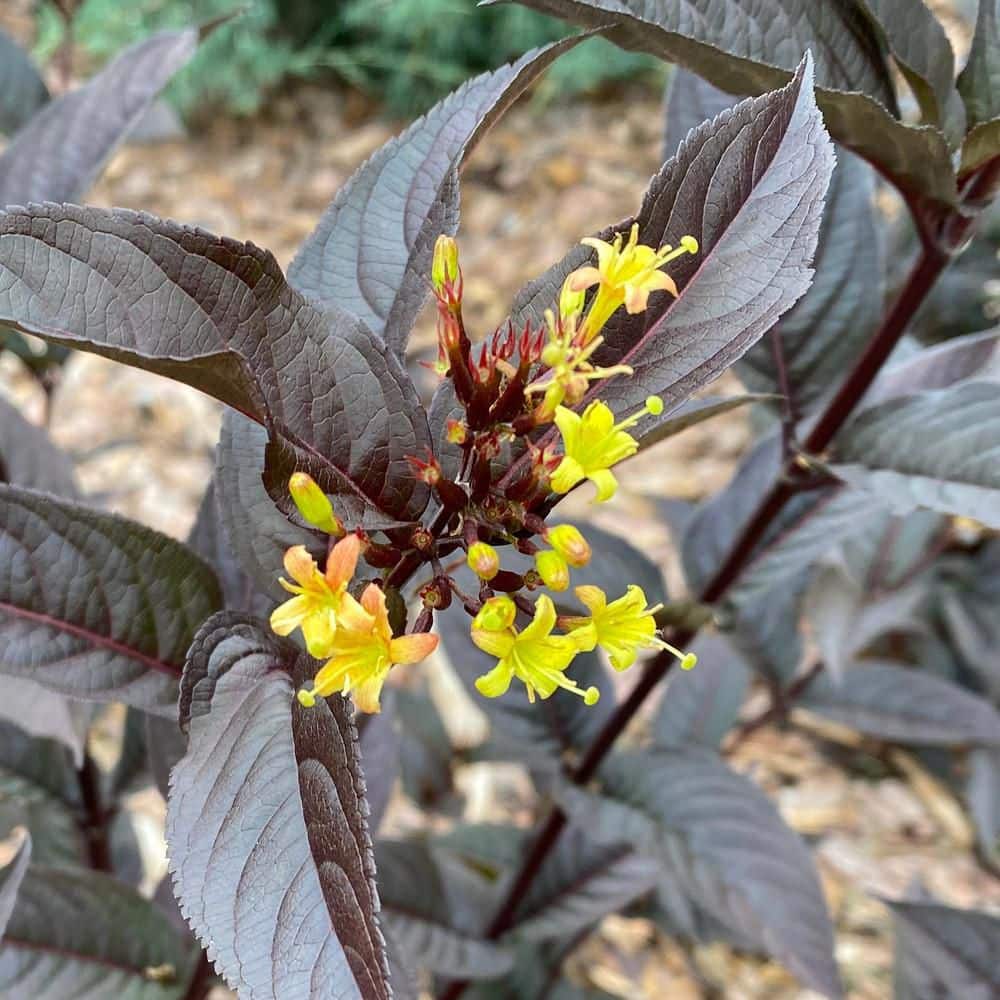 4.5 in. qt. Kodiak Jet Black (Diervilla Hybrid) Live Flowering Shrub with Yellow Flowers and Black Foliage - Hercitys