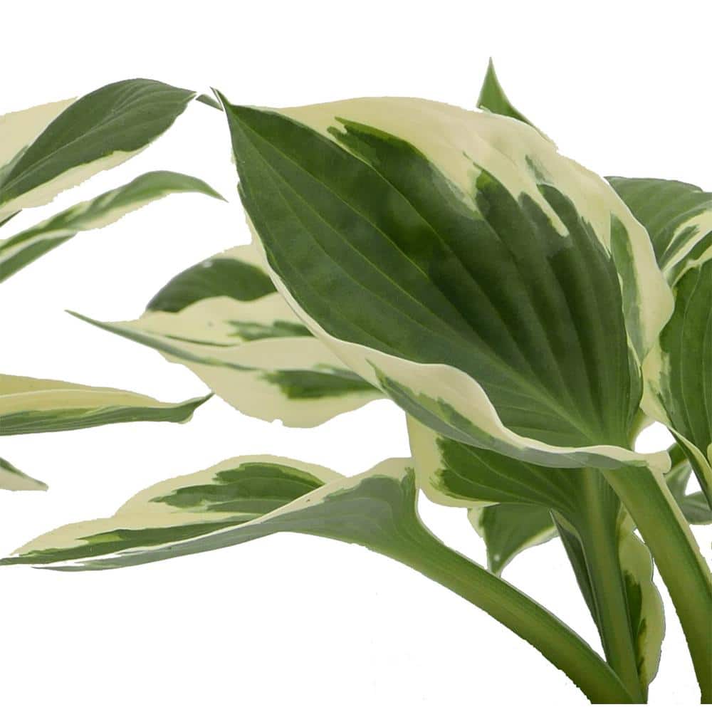 2.5 qt. Perennial Hosta Patriot (4-Pack) - Hercitys