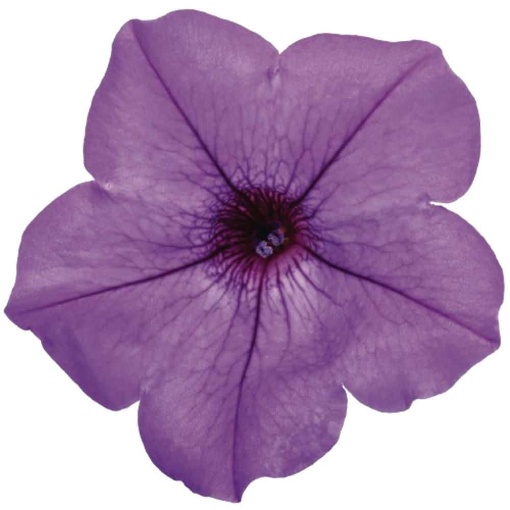 4.25 in. Eco+ Grande Supertunia Mini Vista Indigo (Petunia Hybrid) Live Annual Plant with Blue Flowers 4-Pack - Hercitys