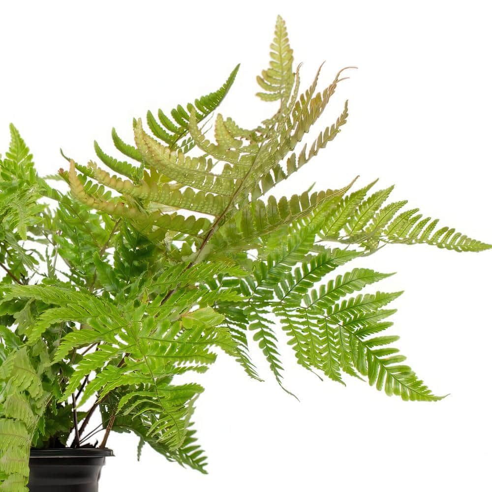 2.5 in. Autumn Fern Perennial Plant (3-Pack) - Hercitys
