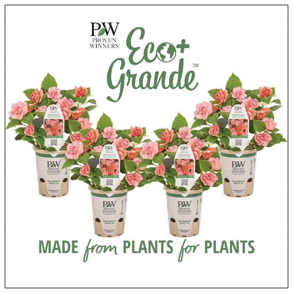 4.25 in. Eco  plus Grande Rockapulco Tropical Shades (Impatiens) Live Plant, Pink/ Orange Double Flowers (4-Pack) - Hercitys