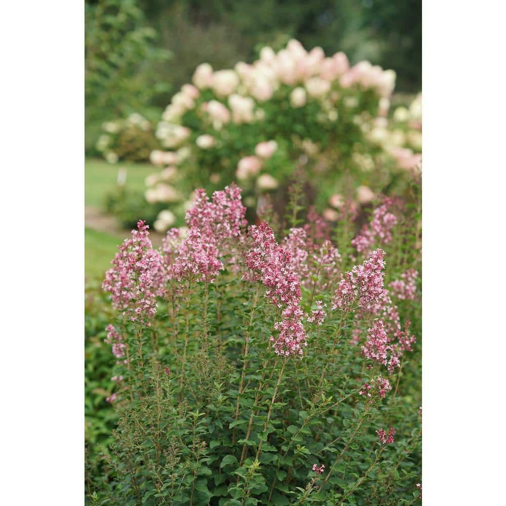 4.5 in. qt. Boomerang Ballet Reblooming Lilac (Syringa) Live Flowering Shrub with Pink Flowers - Hercitys